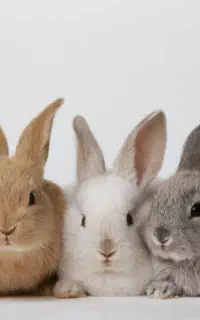 خرگوش