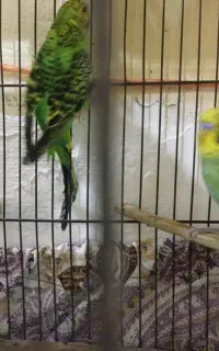 جفت مرغ عشق
