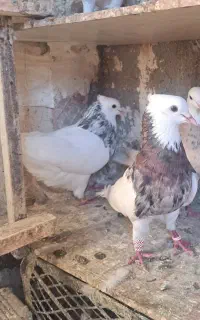 کبوتر طوقی