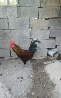 باسلام فروش یک عدد خروس