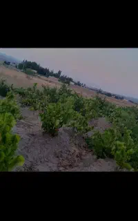 باغ انگور