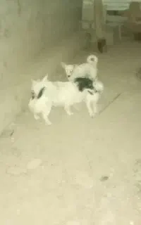 واگذاری توله های پاپی نر و ماده و پدرو مادر شون