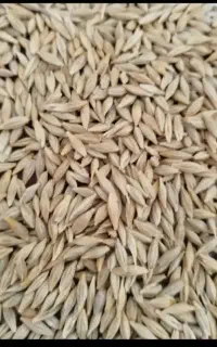 جو فروشی سرزمین ۴۸