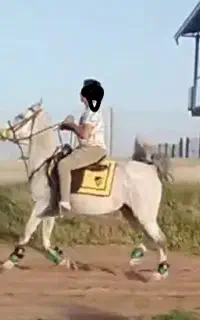 اسب