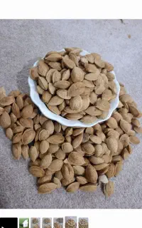 فروش بادام سنگی