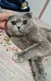 گربه اسکاتیش