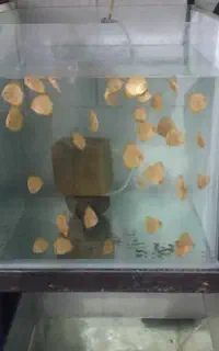 دیسکس