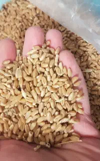 گندم کوهدشت