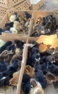 جوجه محلی اصل اصلاح نژاد و گوشتی راس 307