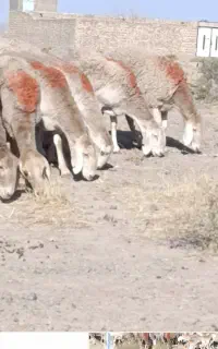میش 28راس کاوور بره ماده چینی مخصوص مال داری