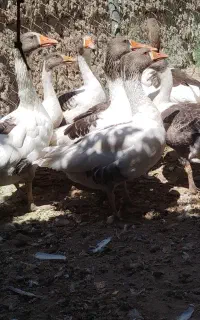 غاز