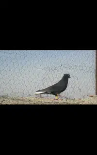 فروشی نر سرور دم سفید