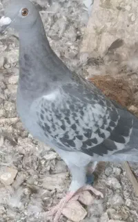 جوانه مگس پلاک دار