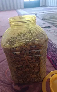 باقلا اسپانیایی زود رس