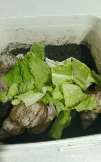حلزون بالغ ونوزاد