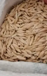 فروش جو بوجاری شده و ضدعفونی شده جهت بذر