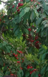 خریدار زردالو عمده  از صد کیلو تا پنج تن