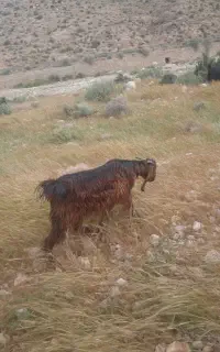 فروش 3عدد بز