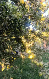 میوه باغ