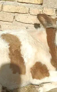 گوساله نر سوپر جنس سمینتال