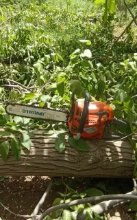 خریدار انواع چوب برش با خودمان