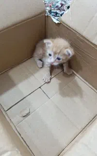 واگذاری بچه گربه