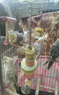 عروس هلندی جفت و تک قیمت مناسب