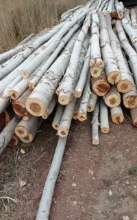 خریدار چوب وهرس باغ