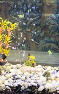 دوعدد اکواریوم‌شرکتی‌شیشه‌خم همراه‌کلی‌وسایل‌وماهی