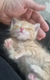 بچه گربه پلنگی