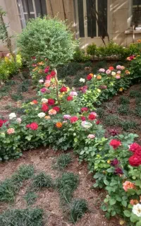 خدمات باغبانی طراحی باغچه کاشت گل وگیا درتمام نقاط