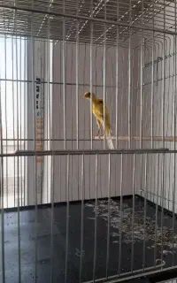 قناری ماده