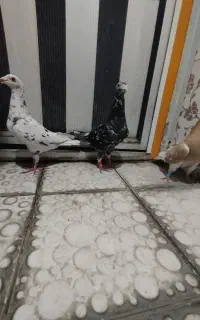 کبوتر