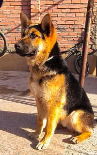 سگ ژرمن شناسانامه