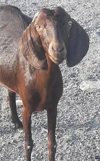 فروش حیوانات خوانگی