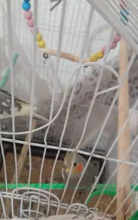تعدادی پرنده