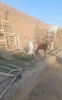 گوسفند زنده