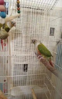 گرینچیک نروماده