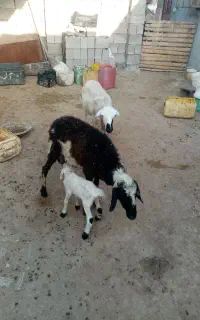 بره بابچه