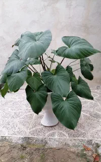 گیاه همالومنا (Homalomena)