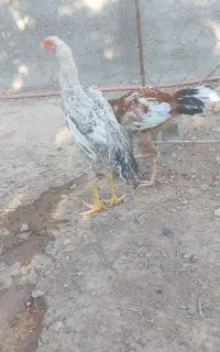 خروس لاری و دورگ لاری