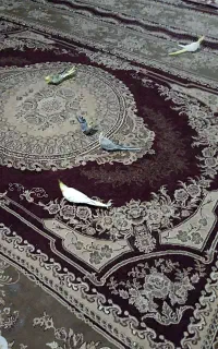 سه جفت عروس هلندی  چهارتا اهلی دوتا نیمه اهلی