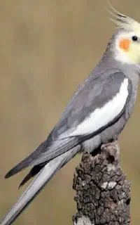 عروس هلندی محدوده دادگستری قدیم گمشده