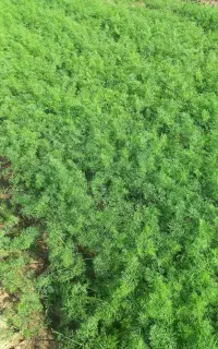 سبزی شبید