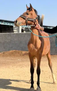 کره اسب