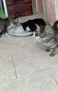 ۴ تا بچه گربه شیطون