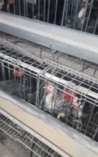 قفس منبری مرغ درجه ۱