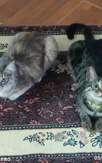 واگذاری گربه