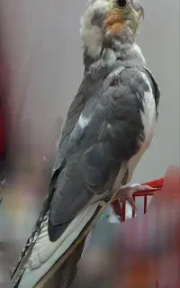 گمشده
