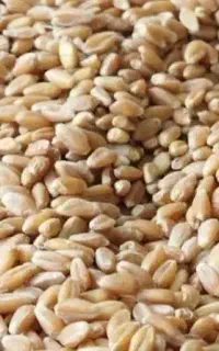 فروش گندم